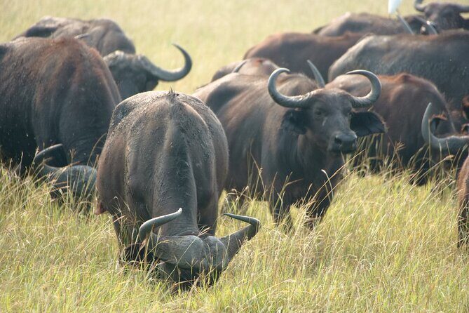 7 Days Safari and Rhino Trekking - Final Thoughts: Is This Tour Right for You?