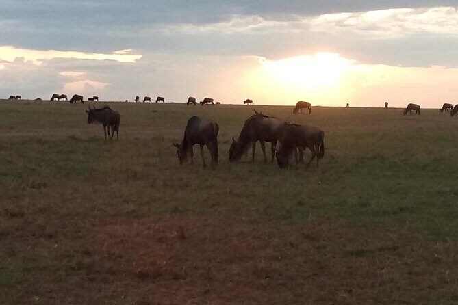 7 Days Safari, Samburu N/R Ol Pejeta Conservancy, Hells Gate N/P Maasai Mara N/R - An In-Depth Look at the 7-Day Safari Experience