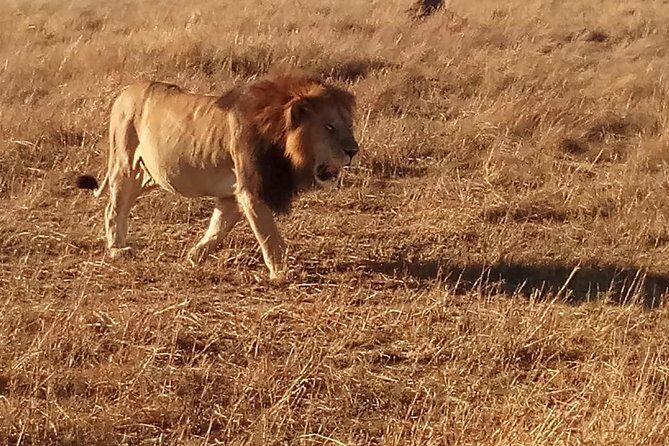 7 Days Safari to Aberdare N/P, lake Nakuru N/P, Maasai Mara N/R, Amboseli N/P - What Travelers Say & Why It Matters