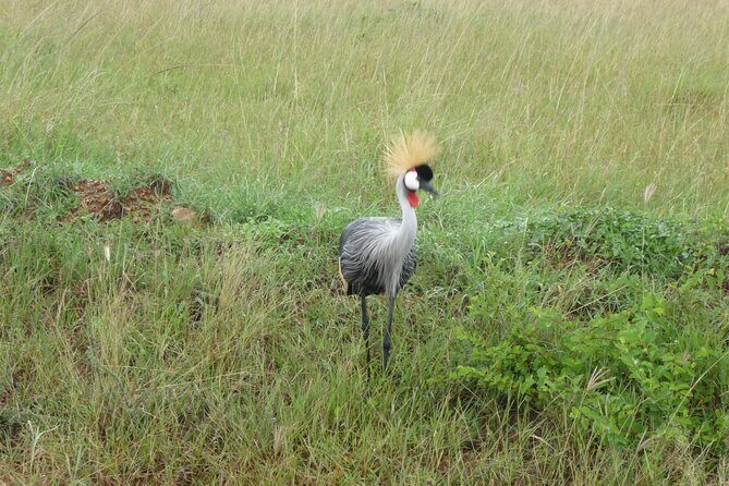 7 Days Safari to Aberdare NP, Nakuru NP, Maasai Mara NR Amboseli NP- Mid range - The Full Experience: An In-Depth Review