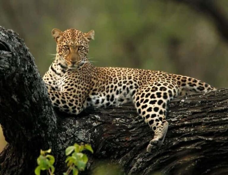 7 Days Tanzania Experience Safaris - Introduction: What Makes This Safari Special