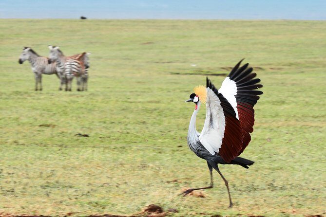 7 Days Tanzania Private Safari - Authentic Encounters and Practical Tips