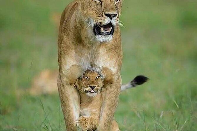 7 Days Tour Northern Tanzania Safari: - Detailed Breakdown of the Experience