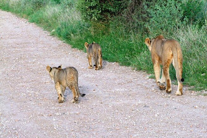 7 Days Tsavo East, Taita, Amboseli & SanctuarySafari from Mombasa - Authentic Experiences and Practical Details