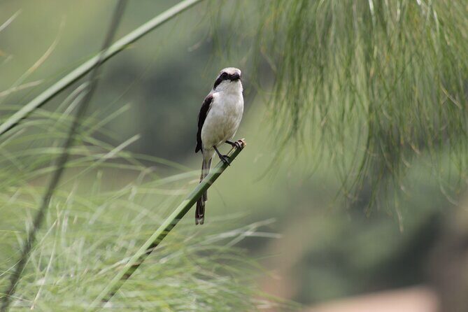 7 Days Uganda Birding and Wildlife - An In-Depth Look at the 7-Day Uganda Birding and Wildlife Tour