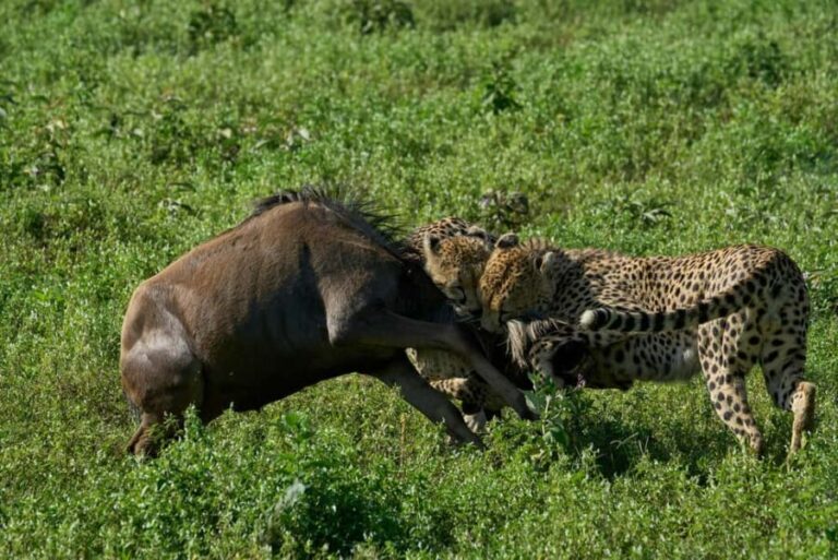 7 DAYS UNFORGETTABLE ADVENTURE EXPERIENCE! Tanzania Safari - What’s Included & What’s Not