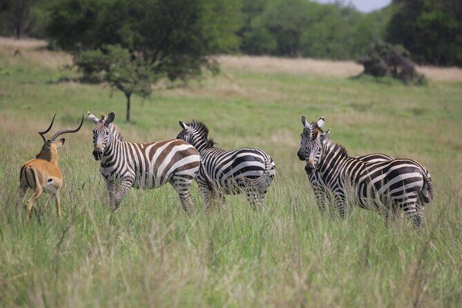 7 Days Wildebeest Migration - Ndutu Calving Season - Practical Details That Matter