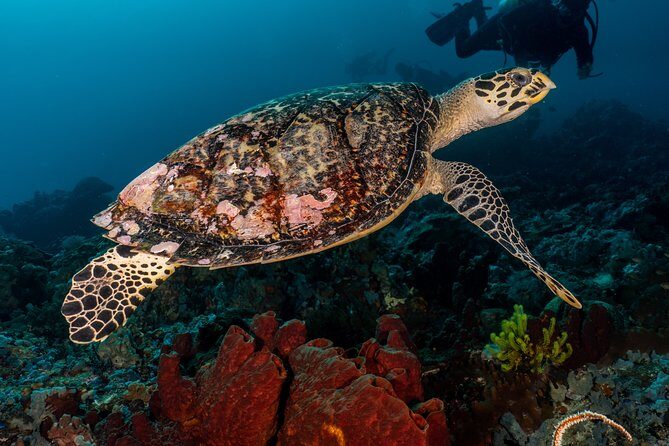 7 Fun Dives in Pemuteran (for certified divers) - Exploration in Menjangan Park - Itinerary Breakdown: What to Expect Each Day