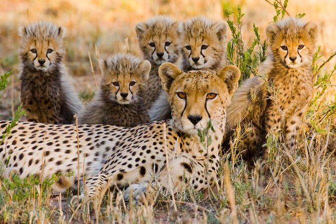 7Day Serengeti Migration (Ndutu), Crater, Hot Springs & City Tour - Is the Price Worth It?
