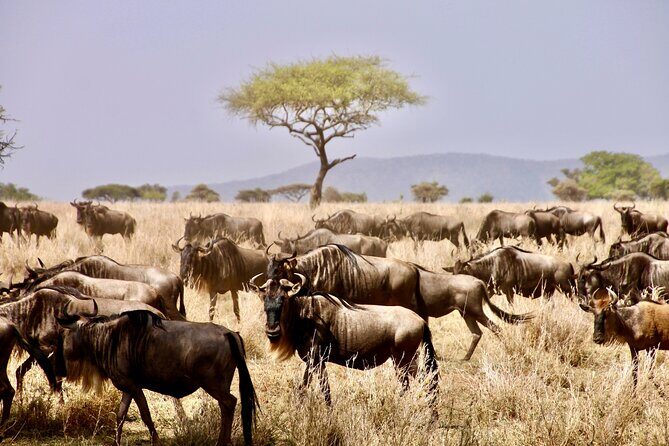 8-Day Essence of Tanzania Safari - Luxury