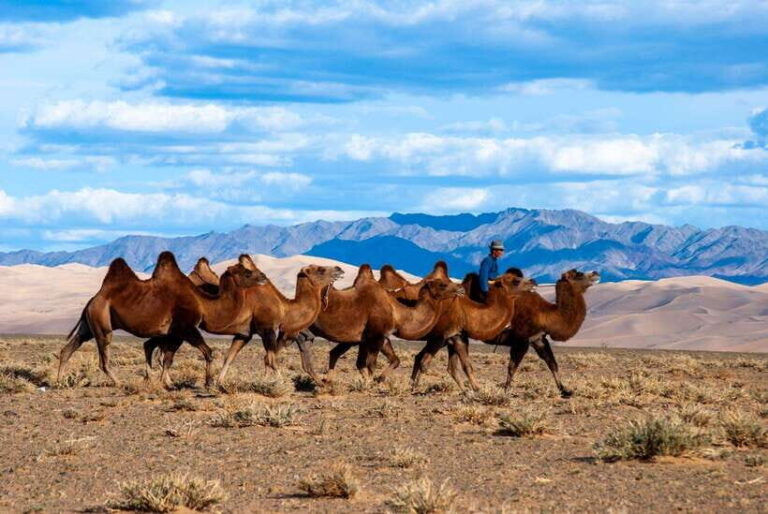 8 DAY GOBI AND CENTRAL MONGOLIA - What Makes This Tour Stand Out?