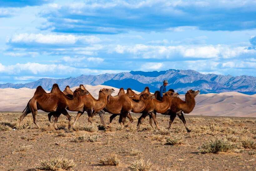 8 DAY GOBI AND CENTRAL MONGOLIA - What Makes This Tour Stand Out?