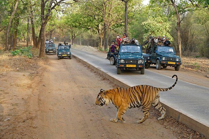 8 Day Golden Triangle Tour with Ranthambore {Taj , Tigers & More} - Who Is This Tour Best For?