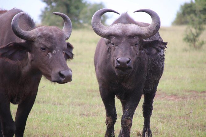 8 Day Gorilla Trek, Wildlife Safari and Chimp Habituation Experience - How the Price Reflects Value