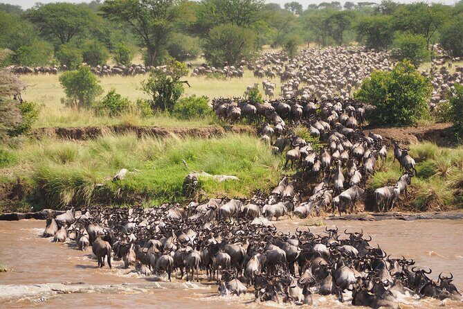8-Day Grumeti Migration Safari-Luxury Tour May-July - Why This Safari Might Be Perfect for You