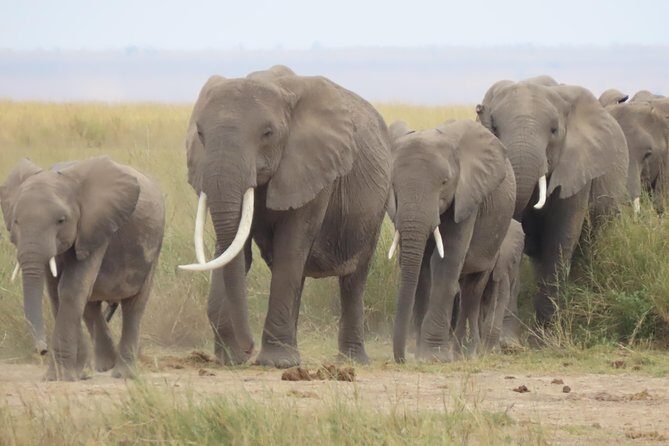 8-Day Kenya Group Joining Safari - What We Love About This Tour
