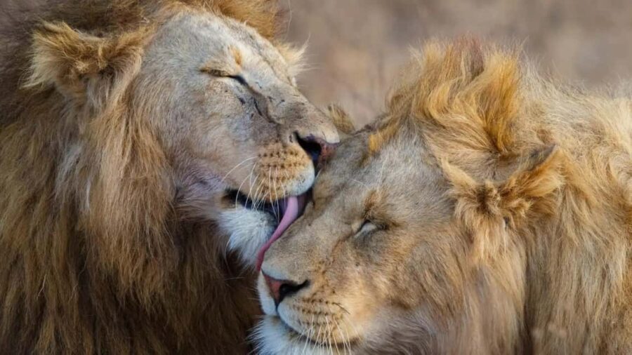 8-Day Kenya Safari: Samburu, Amboseli, Mara & More - The Practical Side: What’s Included and What’s Not