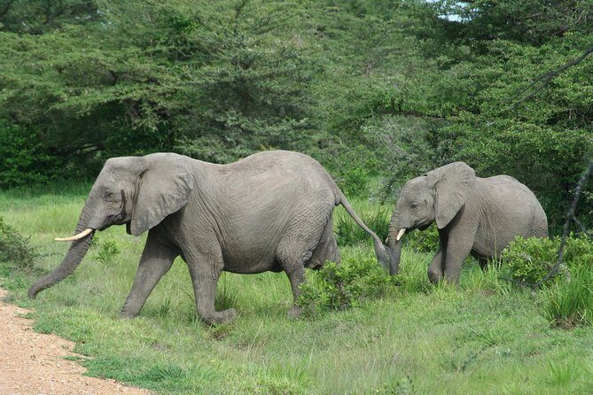 8-Day Mikumi National Park and Zanzibar Beach Holiday - Transition to Zanzibar: From Wilderness to White Sands