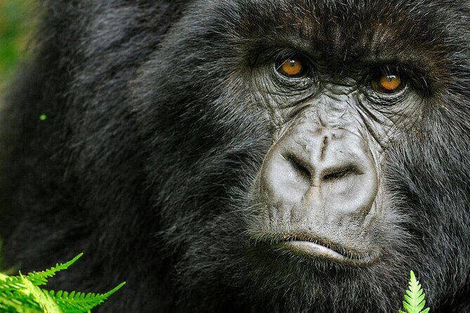 8-Day Murchison Falls, Chimp and Epic Gorilla Trekking - Who This Tour Is Best For