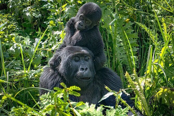 8-Day Private Uganda Big 5 Luxury Safari with Gorillas and Chimps - The Value of This Safari