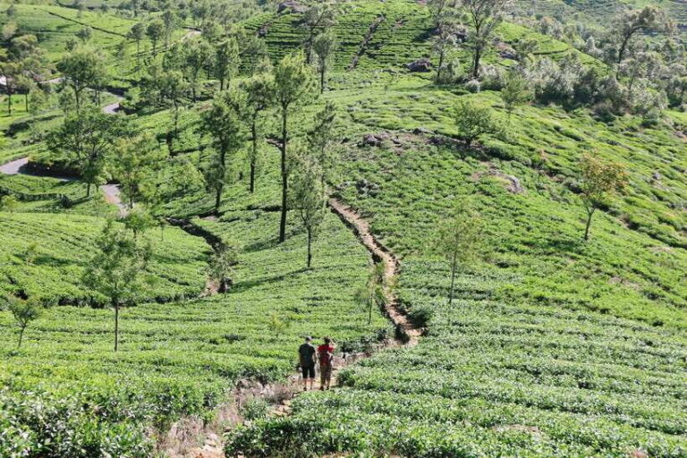 8-Day Sri Lanka Tour: History, nature, culture, wildlife - What’s Included and What To Consider