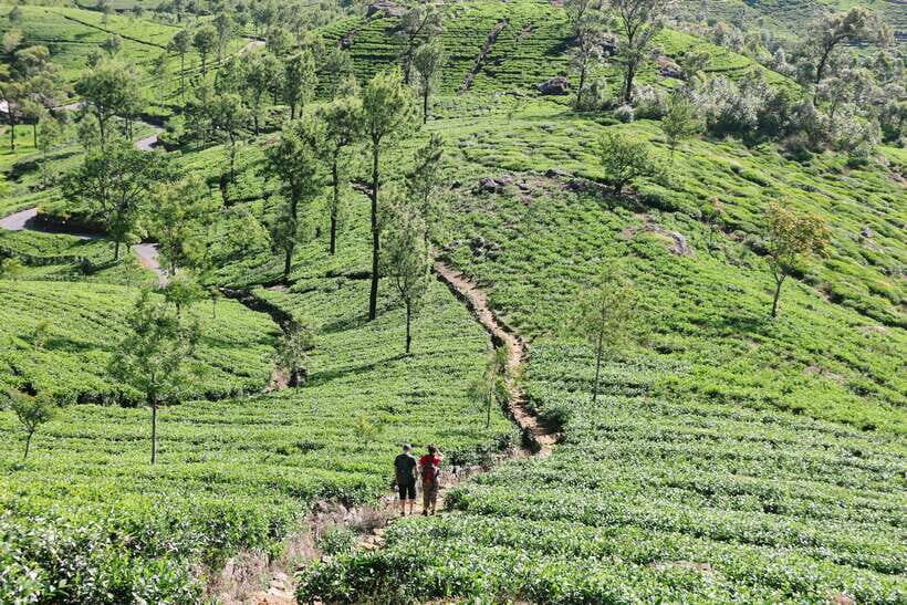 8-Day Sri Lanka Tour: History, nature, culture, wildlife - What’s Included and What To Consider