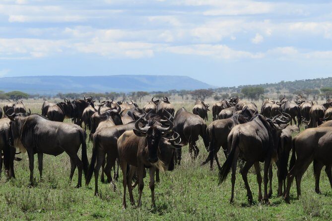 8 Day Tanzania Family Safari - What the Vehicles Mean for Your Experience