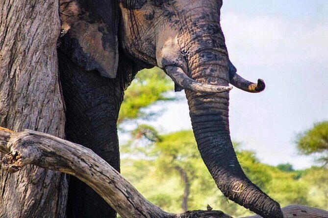 8-Day Tanzania Private Safari Tour with Airport Pickup - The Sum Up