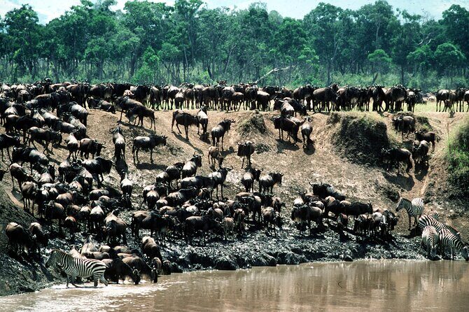 8 Days / 7 Nights 2021 / 2022 Wildebeest Migration Safari - Maasai Mara Reserve - Itinerary Breakdown
