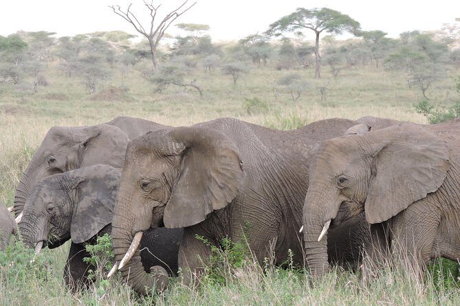 8 days 7 nights best Kenya and Tanzania private lodging safari - The Itinerary: A Day-by-Day Breakdown