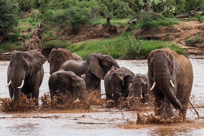 8 Days 7 Nights Kenyan Luxury Safari - Why This Tour Offers Good Value