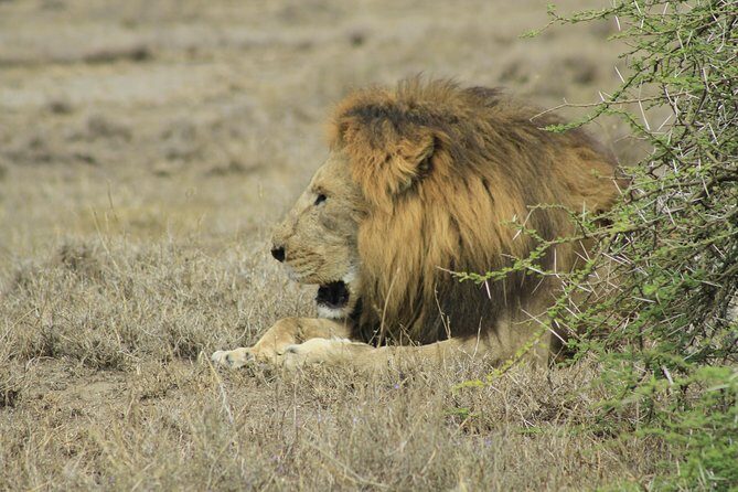 8 Days 7 Nights Private Lodge Safari - Introduction: Your Ticket to Tanzania’s Wildlife Wonderland