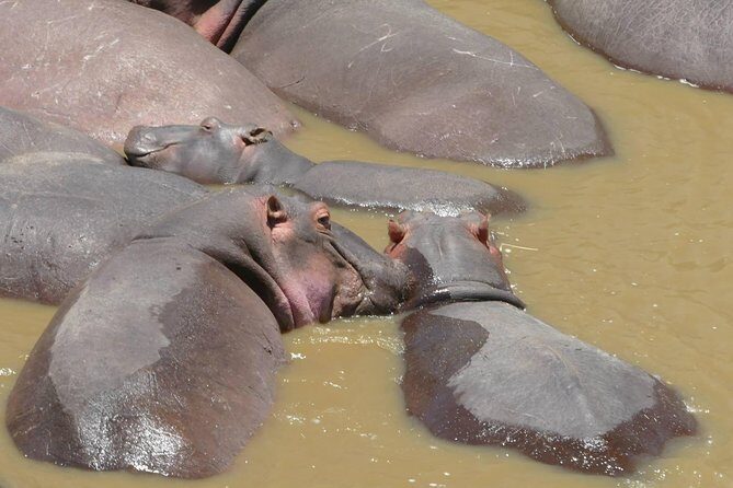 8 Days Amboseli lake Nakuru Masai Mara lake Naivasha safari - Why Travelers Love This Safari