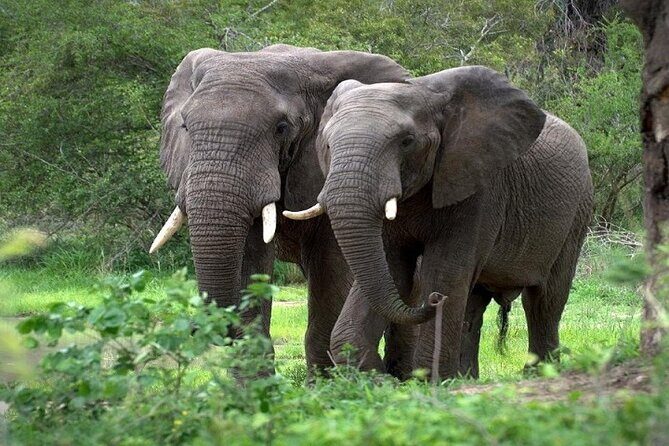 8 Days Combined Kenya And Tanzania Luxury Safari - The Itinerary in Detail
