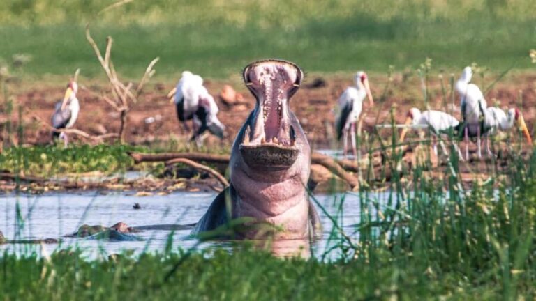 8 Days Comfort Safari+Walking Trip. - In-Depth Look at the Trip Itinerary