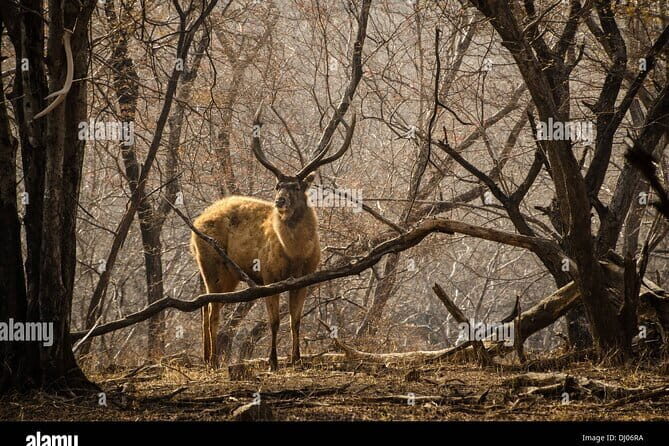 8 Days Golden Triangle with Ranthambhore Tour - Who Will Enjoy This Tour?
