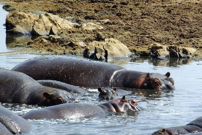 8 Days Great Wildebeest Migration - Mara River Crossing - What the Price Gets You: Value in Perspective
