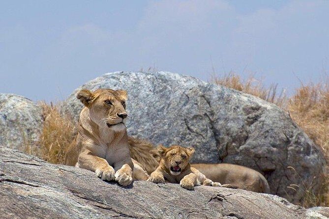 8 days Kenya and Tanzania private lodging safari from Nairobi - Day 1: Maasai Mara Arrival & Sunset Game Drive