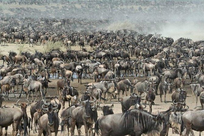 8 Days Kenya and Tanzania Private Lodging Safari from Nairobi - FAQ
