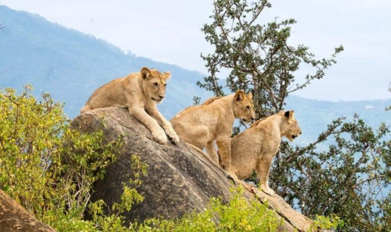 8 Days Kenya: Bush & Beach Safari Amboseli,Tsavo East &Diani - An In-Depth Look at the Kenya Bush & Beach Safari