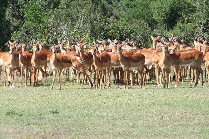 8 days Kenya highlights safari starting from Nairobi. - Final Thoughts