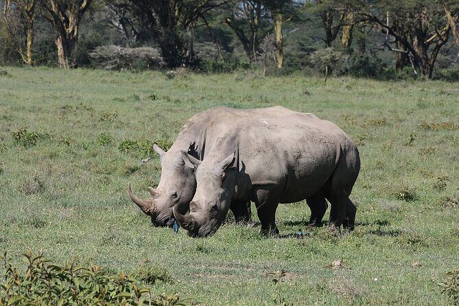 8 Days Kenya Safari Expedition - The Practical Side: Transport, Accommodation, and Value