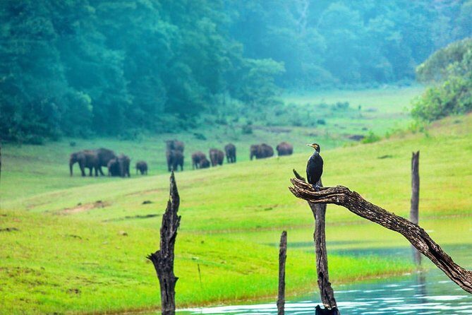8 Days Kerala Private Tour (3 Star) with Munnar, Houseboat & Cab- Iris Holidays - What the Tour Means for You