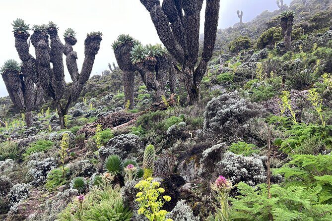 8 Days Kilimanjaro Climbing Lemosho Route - The Itinerary: A Step-By-Step Breakdown