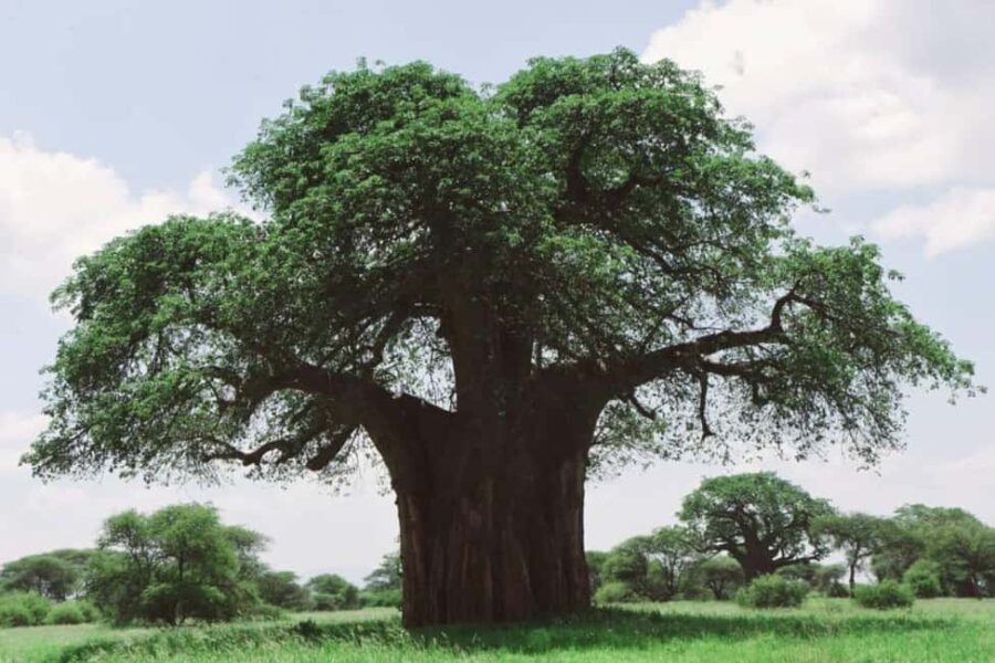8 Days Migration Safari in Tanzania (Serengeti, Ngorongoro) - The Itinerary: A Closer Look