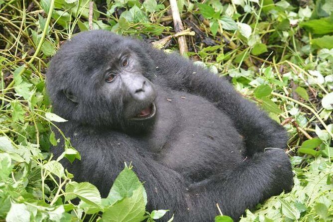 8 days Murchison Falls, Chimpanzee & Gorilla Trekking Safari - The Details That Matter