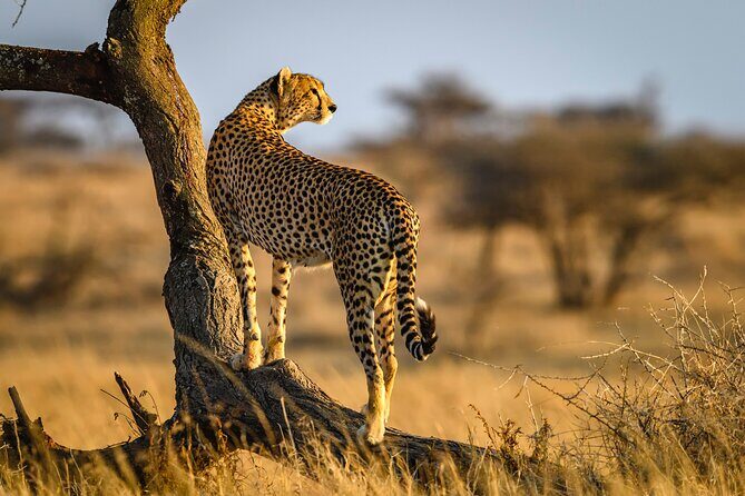 8 Days Private Safari in Serengeti Tour - Detailed Day-by-Day Breakdown