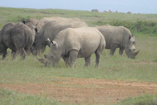 8 Days Safari to Amboseli, Great Rift Valley Lakes & Masai Mara - Why This Tour Offers Great Value