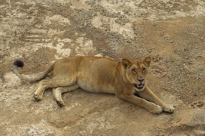 8 Days Safari to Mikumi NP, Ruaha NP and Nyerere NP + Isimila Stone Age Site - The Wilds of Ruaha National Park
