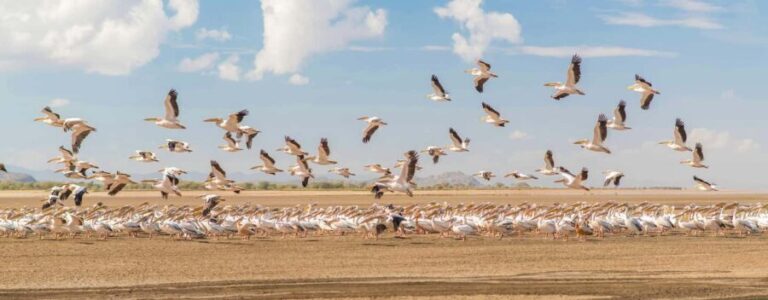 8 Days: Serengeti great migration - The Practical Side: What’s Included and What’s Not